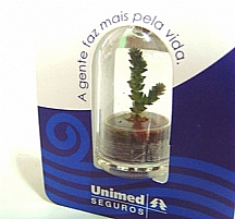 CHAVEIRO PLANTA