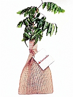 MUDA DE PLANTA